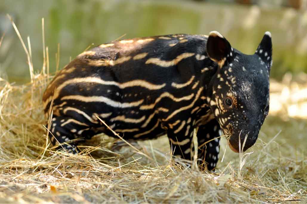 Un misto tra tenerezza e grottesco: il tapiro
